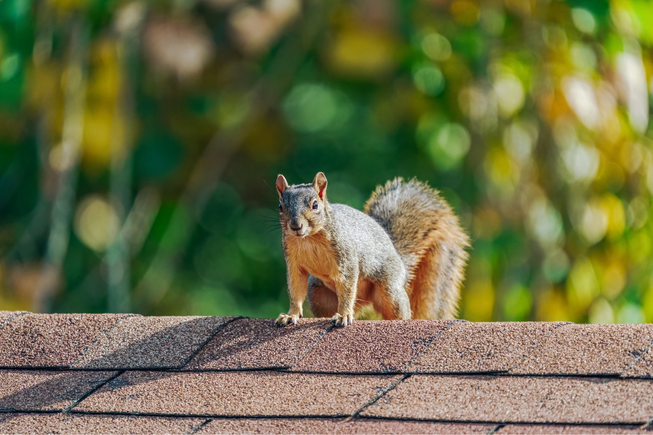 Do I Need a Critter Guard for My Solar Panels?