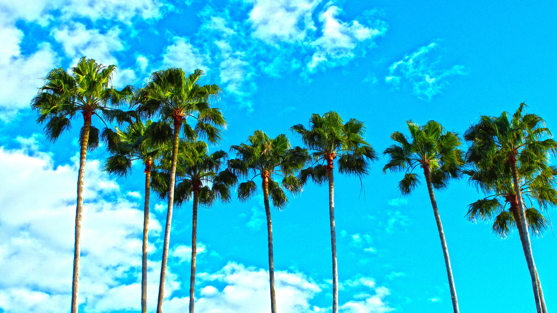 Pros and Cons of Going Solar in Florida